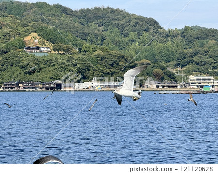 Black Tailed Gull 121120628