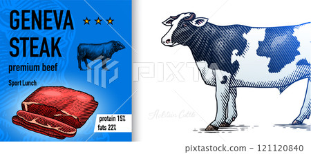 Sirloin steak banner in Vintage style. Hand drawn Cow poster. Farm cattle bulls. Slice of meat Sirloin steak banner in Vintage style. Hand drawn Cow poster. Farm cattle bulls. Slice of meat 121120840