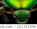 Extreme macro shot of a rose chafer beetle (Cetonia aurata) 121121096