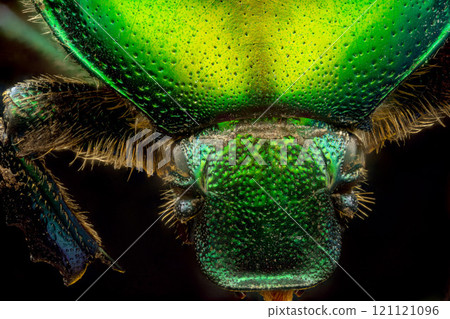 Extreme macro shot of a rose chafer beetle (Cetonia aurata) 121121096