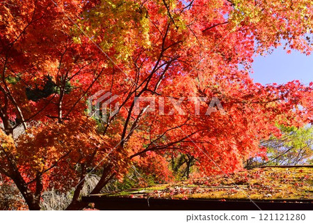 Autumn leaves in the grounds of Joinji Temple, Gyodo-san, Tochigi 121121280