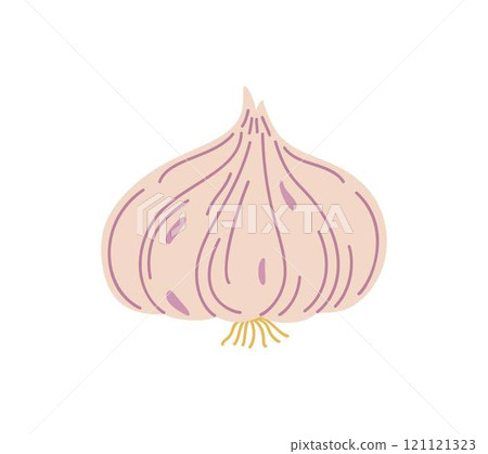 Fresh whole garlic aromatic bulb simple hand drawn vector illustration, organic healthy life style diet, food nutrient for seasoning different dishes, full of vitamins and minerals 121121323