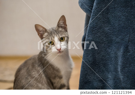 Adorable tricolor cat pet posing indoor Adorable tricolor cat pet posing indoor 121121394