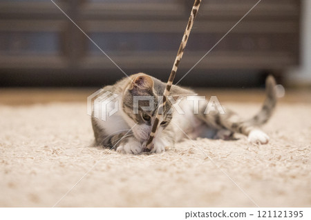 Curiosity cat pet plays with a cat feather toy at home Curiosity cat pet plays with a cat feather toy at home 121121395