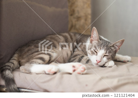 Fluffy cat pet sleeping at home 121121404