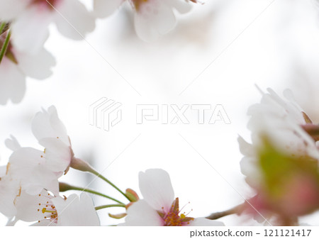Frame of white flower, blossom nature background Frame of white flower, blossom nature background 121121417