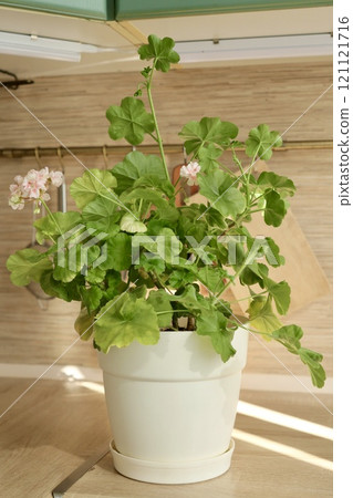 green geranium plant bush in large light pot 121121716