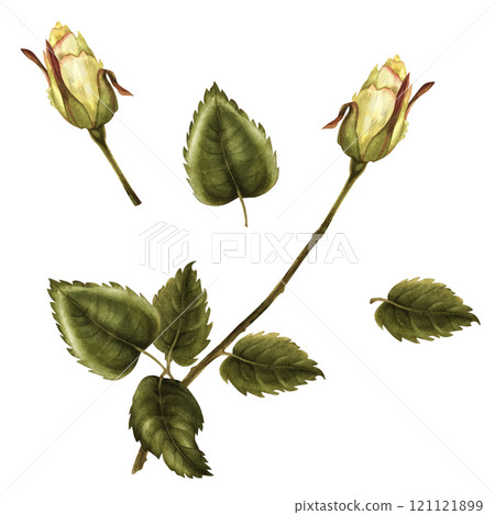 Beautiful yellow buds, green leaves, flower stems isolated on white background. Watercolor illustration template for wedding, birthday, mother's day, gift, wallpaper, stickers, scrapbook Beautiful yellow buds, green leaves, flower stems isolated on white background. Watercolor illustration template for wedding, birthday, mother's day, gift, wallpaper, stickers, scrapbook 121121899