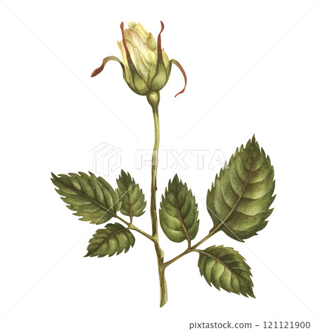Beautiful yellow buds, green leaves, flower stems isolated on white background. Watercolor illustration template for wedding, birthday, mother's day, gift, wallpaper, stickers, scrapbook 121121900