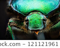 Extreme macro shot of a rose chafer beetle (Cetonia aurata) 121121961