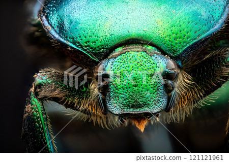 Extreme macro shot of a rose chafer beetle (Cetonia aurata) 121121961