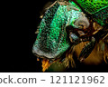 Extreme macro shot of a rose chafer beetle (Cetonia aurata) 121121962