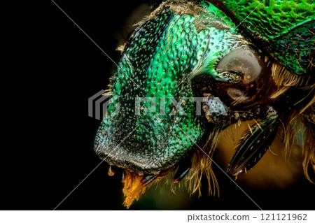 Extreme macro shot of a rose chafer beetle (Cetonia aurata) 121121962