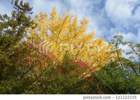 京都市上京區北野天滿宮境內的秋葉 121122155