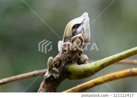The winter buds of the Japanese walnut are a grotesque and interesting collection of young leaves covered with dense yellowish-brown hairs. The winter buds of the Japanese walnut are a grotesque and interesting collection of young leaves covered with dense yellowish-brown hairs. 121122417