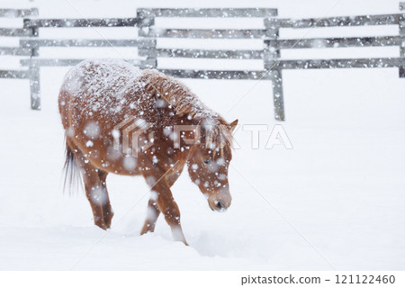 Hokkaido horse in winter Hokkaido horse in winter 121122460