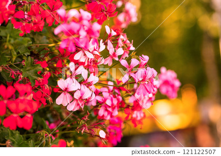 Blooming pelargonium on a sunny blurred background Blooming pelargonium on a sunny blurred background 121122507