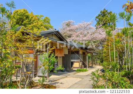 Cherry blossoms blooming at the Ninomaru Teahouse of Kakegawa Castle 121122533