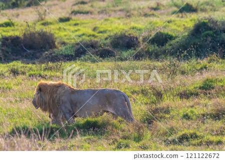 Male lion in the Serengeti Male lion in the Serengeti 121122672