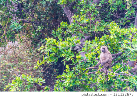 Baboon sitting on a rock at the shore of lake Victoria 121122673