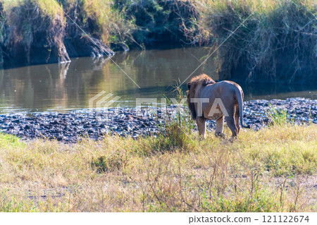 Male lion in the Serengeti 121122674