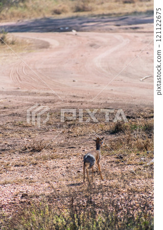 Close-up of a Dik dik 121122675