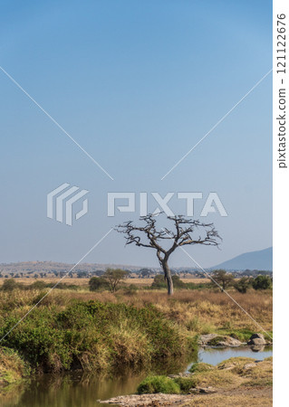 Impression the Serengeti National Park Impression the Serengeti National Park 121122676