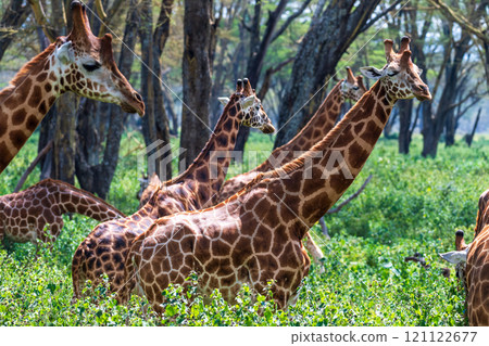 Rothchild Giraffe in th Lake Nakuru national park 121122677