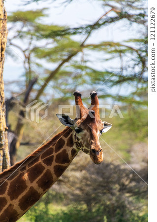 Rothchild Giraffe in th Lake Nakuru national park Rothchild Giraffe in th Lake Nakuru national park 121122679