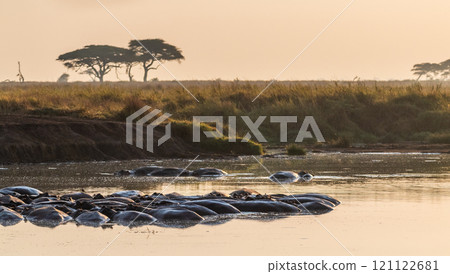 Hippo pool in the Serengeti Hippo pool in the Serengeti 121122681