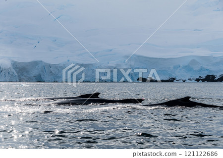 Detail of a humpback dorsal fin and blow hole 121122686
