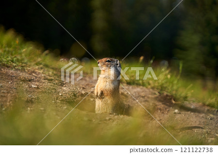 Prairie dogs in their native environment in the meadows in the mountains near their den. Prairie dogs in their native environment in the meadows in the mountains near their den. 121122738