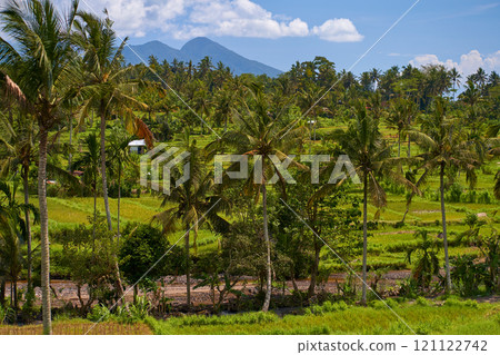 Panorama of the amazing landscape of Asian rice terraces. Palm trees in a rice paddy on the island of Bali. A view of the bright green rice fields. Panorama of the amazing landscape of Asian rice terraces. Palm trees in a rice paddy on the island of Bali. A view of the bright green rice fields. 121122742