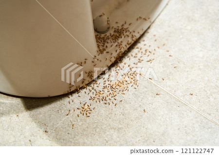 A colony of ants hides their eggs under the toilet in the bathroom. The problem with insects in the house. 121122747