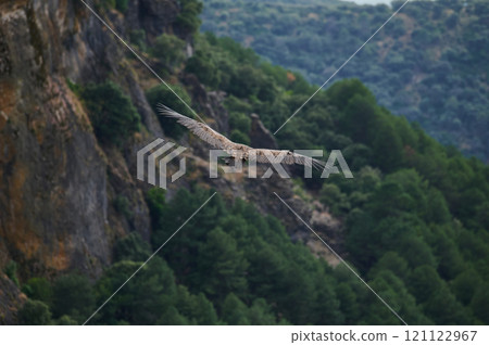 Soaring bird over a scenic forested cliff landscape 121122967