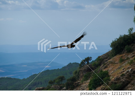 Majestic Bird Flying Over a Picturesque Mountain Landscape Majestic Bird Flying Over a Picturesque Mountain Landscape 121122971