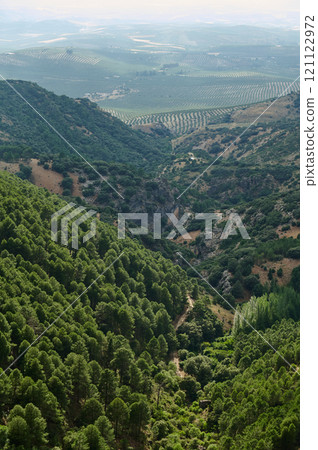 Lush forested valley with distant agricultural fields under soft light 121122972