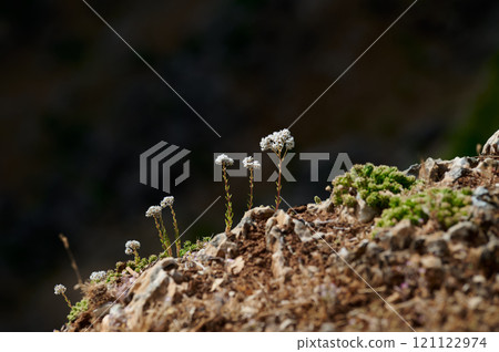 Wildflowers growing on a rocky terrain under natural sunlight Wildflowers growing on a rocky terrain under natural sunlight 121122974