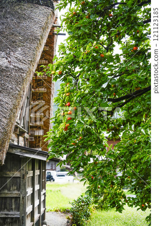 Shirakawago在秋天 121123185