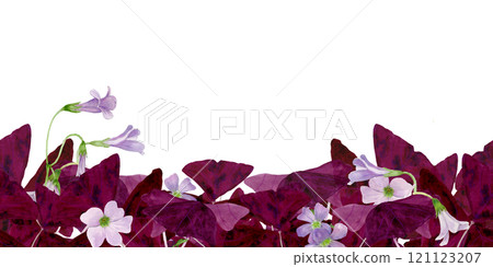 Watercolor frame illustration of vibrant Oxalis Triangularis isolated on white background. 121123207
