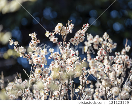 道明寺天滿宮盛開的梅花 121123339