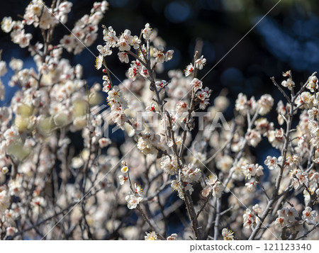 Plum blossoms blooming at Domyoji Tenmangu Shrine 121123340
