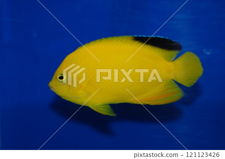 Woodhead's Angelfish (Centropyge woodheadi) Aquarium Fish Woodhead's Angelfish (Centropyge woodheadi) Aquarium Fish 121123426