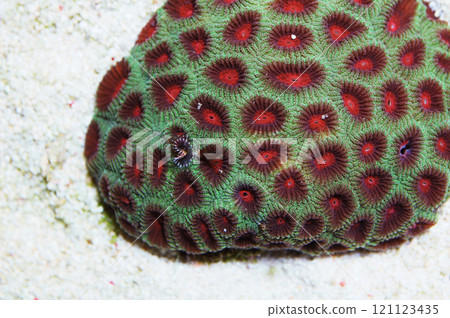 Tiny Feather Duster in an Emerald Green Red Eye Favia Brain Coral, Favia spp Tiny Feather Duster in an Emerald Green Red Eye Favia Brain Coral, Favia spp 121123435