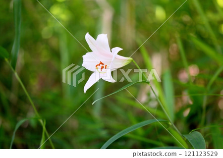 清爽的日本百合花 121123529