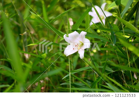 Refreshing lily flower Refreshing lily flower 121123533