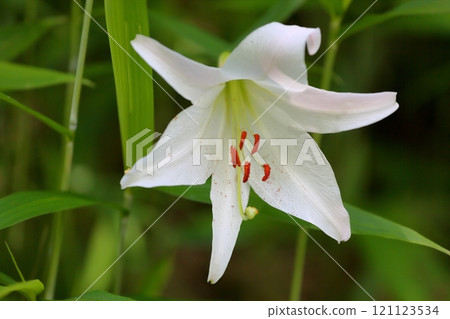 Refreshing lily flower Refreshing lily flower 121123534