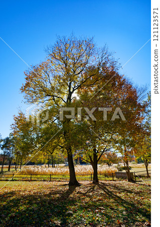 Rays of light and autumn leaves of Chinese tallow tree at Okunohara Park 121123571