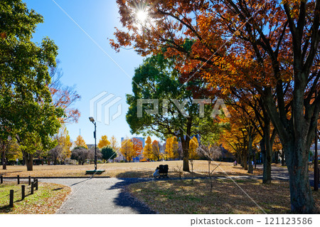 The light beams on the hills of Okunohara Park - Autumn leaves 121123586