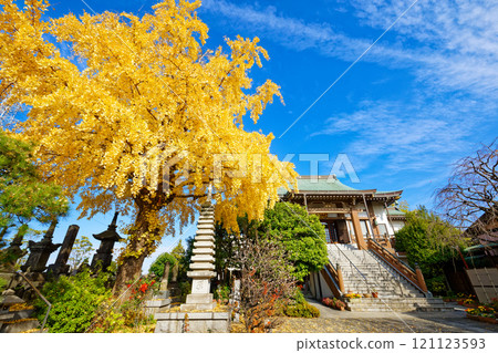 Red and yellow leaves of ginkgo trees at Kazo-in Temple Red and yellow leaves of ginkgo trees at Kazo-in Temple 121123593